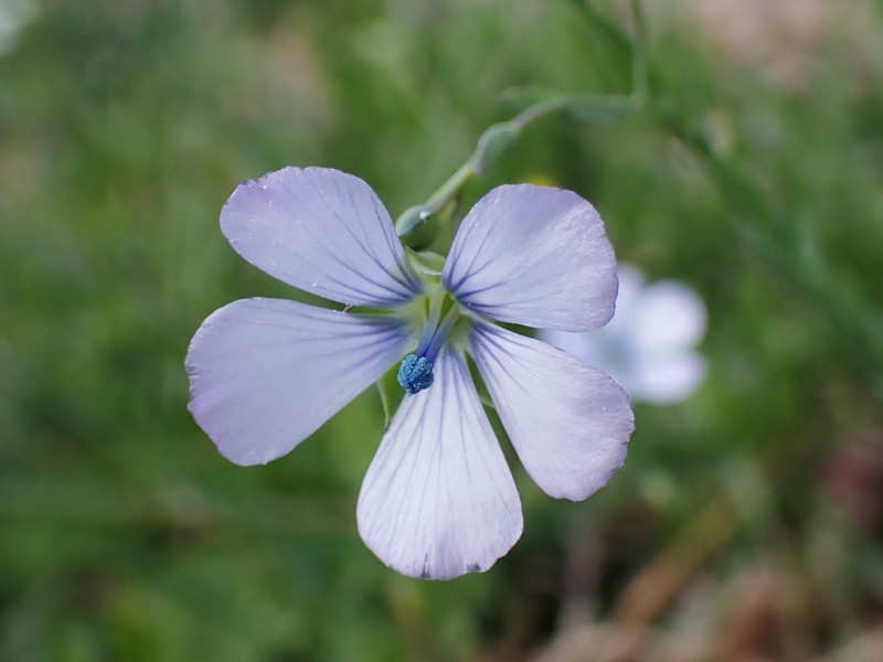 Pale Flax photo 5