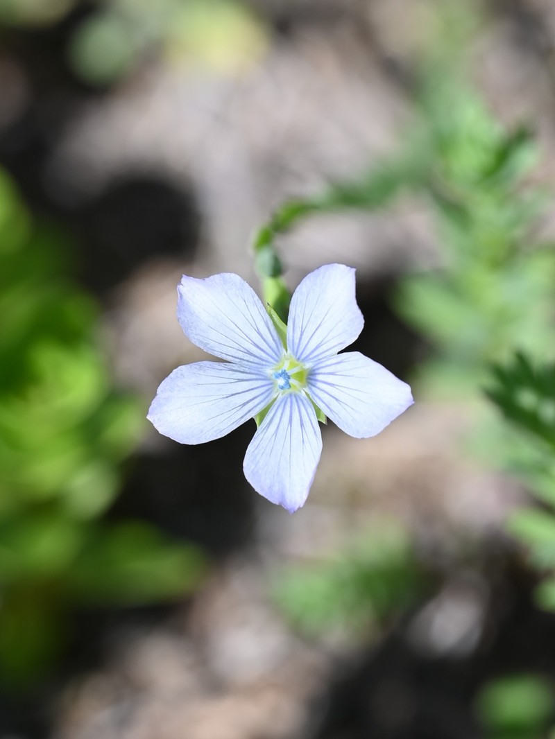Pale Flax photo 6
