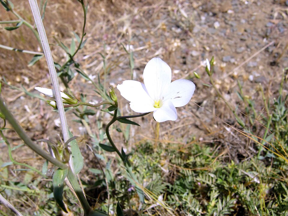 Pale Flax photo 7