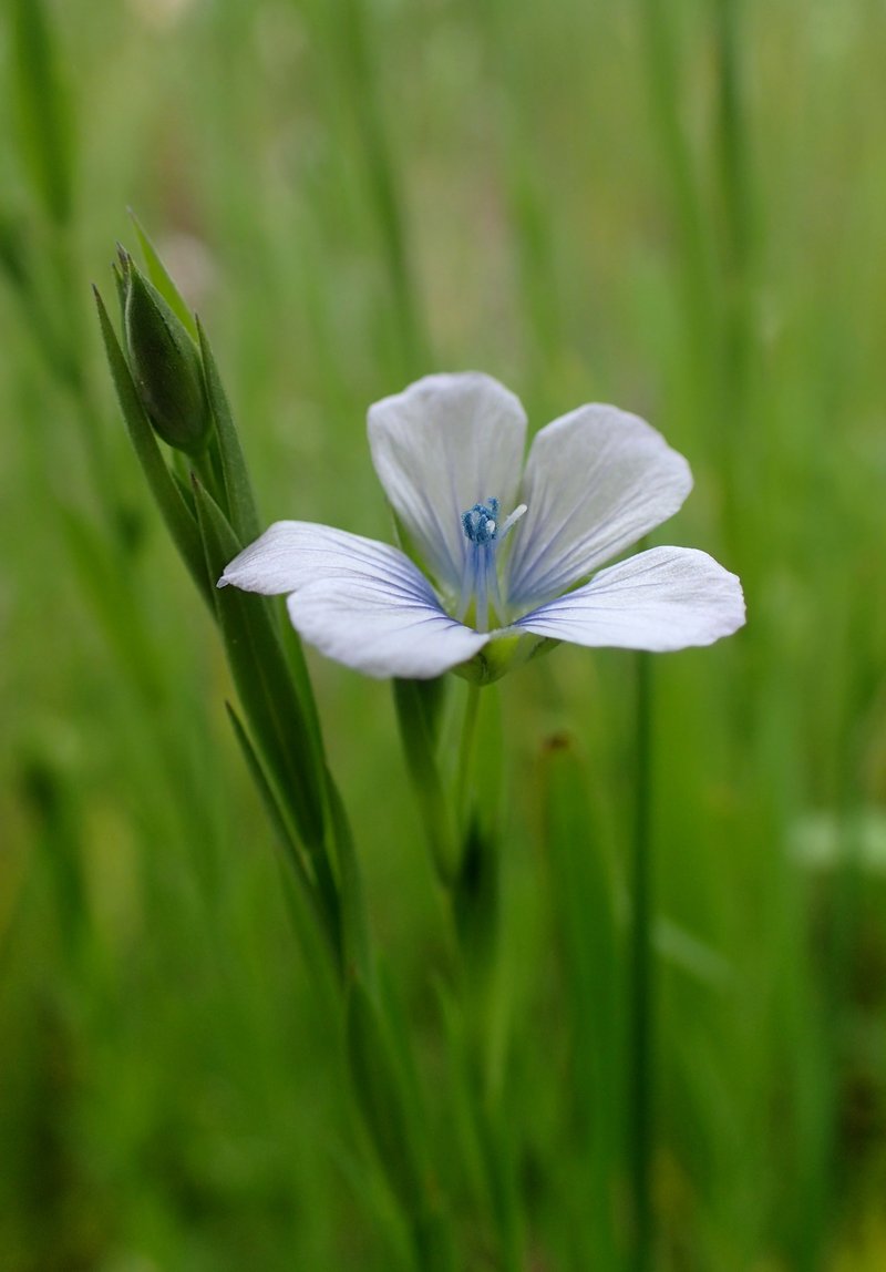 Pale Flax photo 8