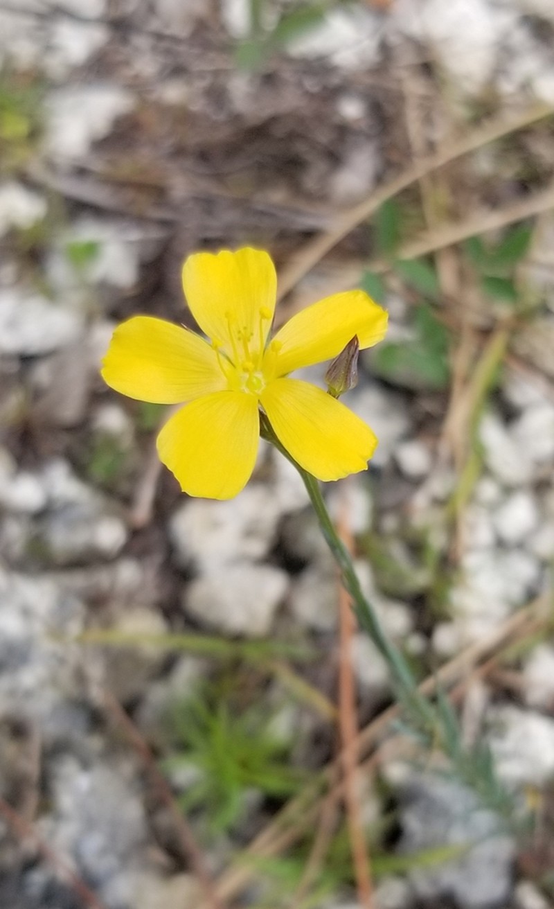 Carter's Flax