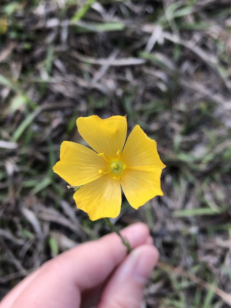 Carter's Flax photo 2