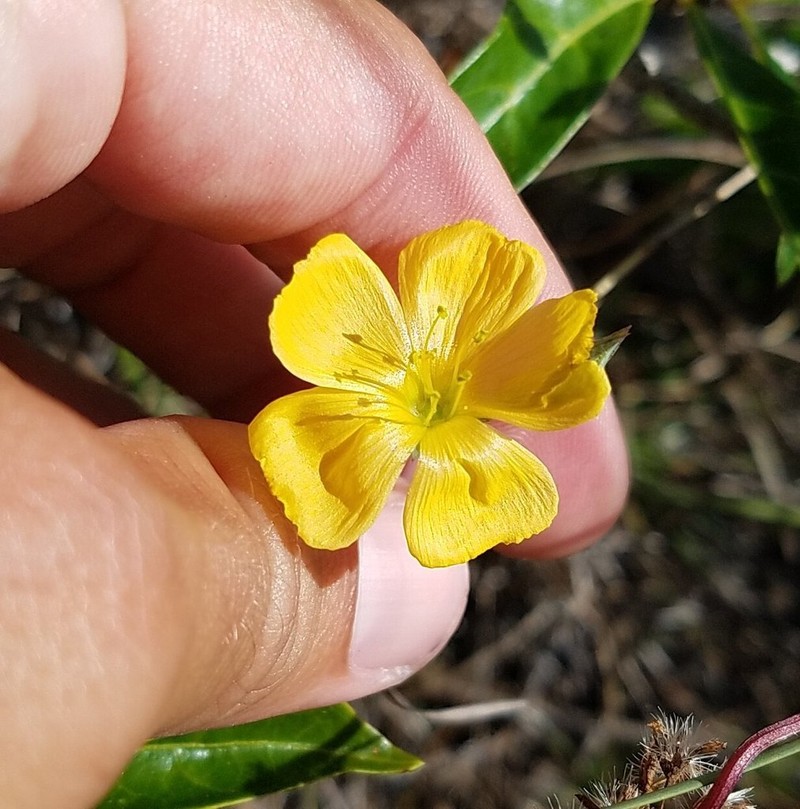 Carter's Flax photo 3