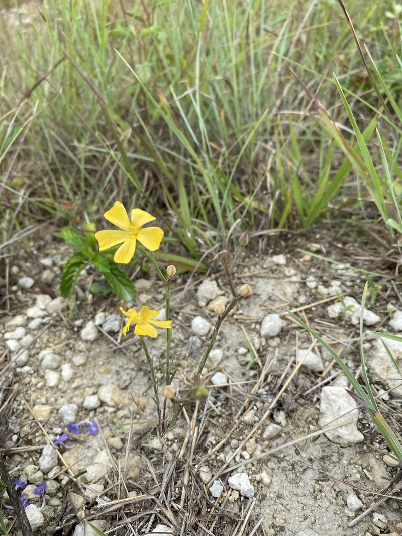Carter's Flax photo 5