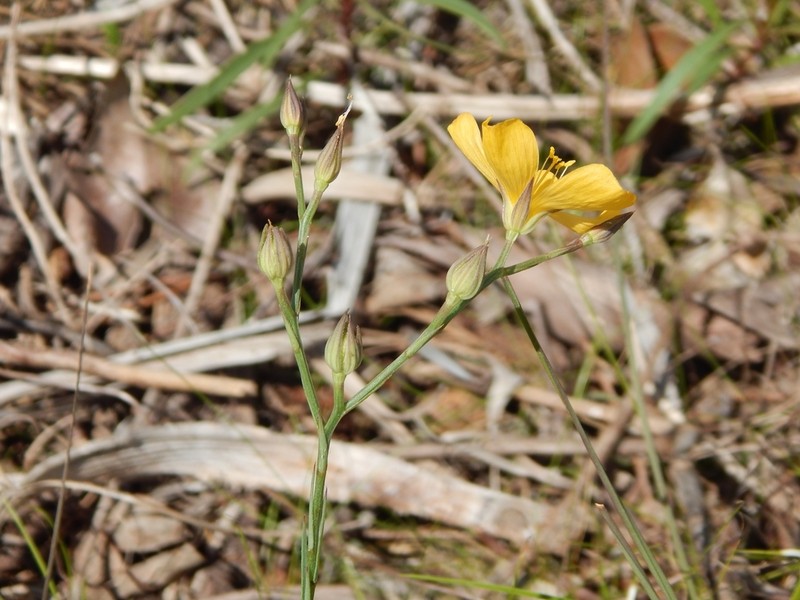 Carter's Flax photo 6