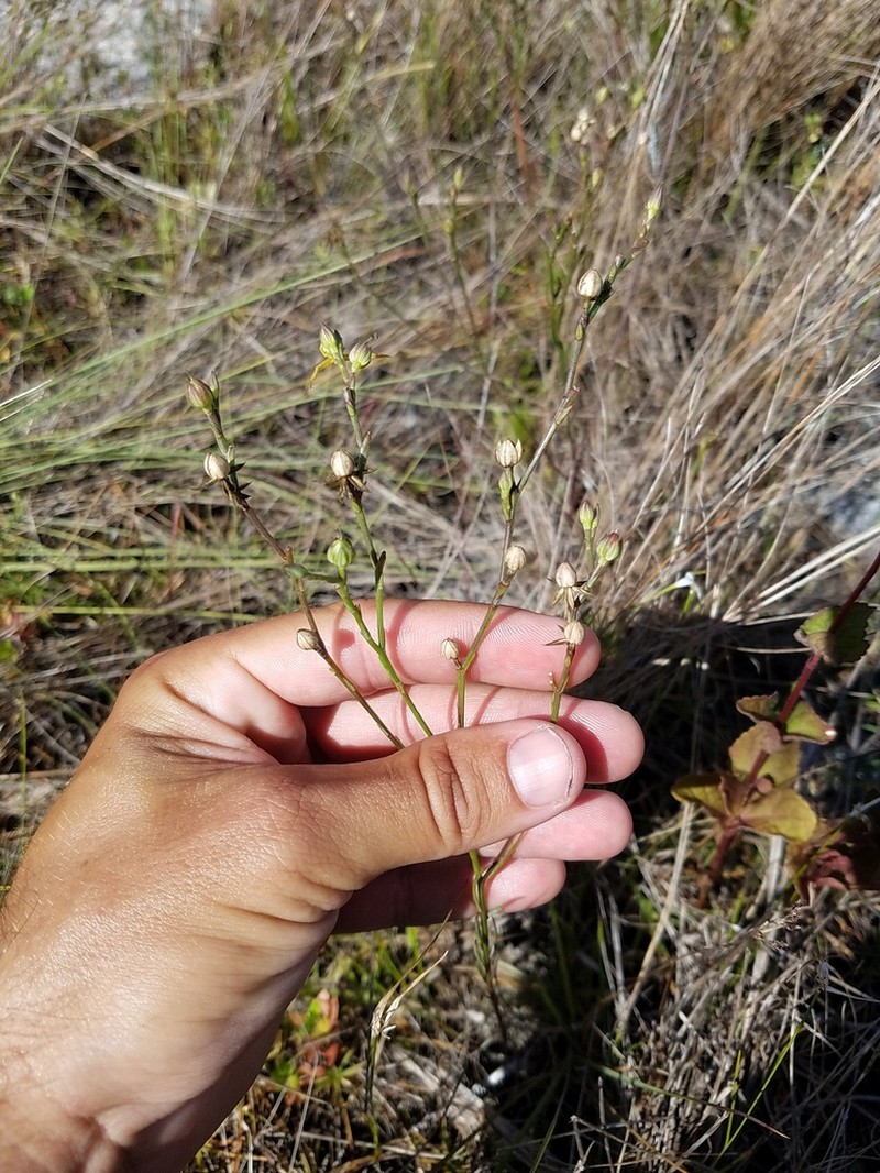 Carter's Flax photo 8