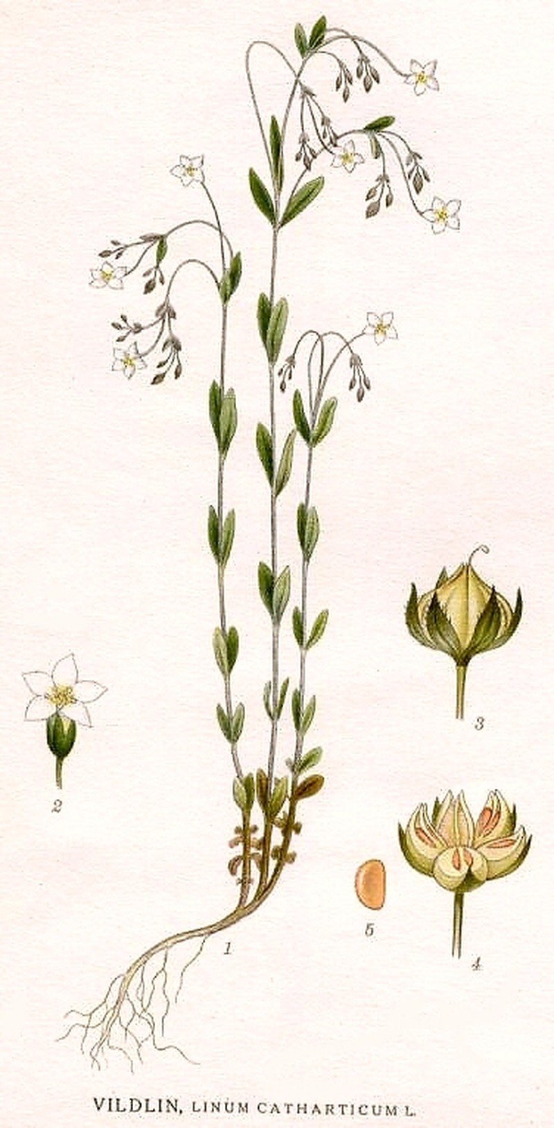 Fairy Flax photo 5