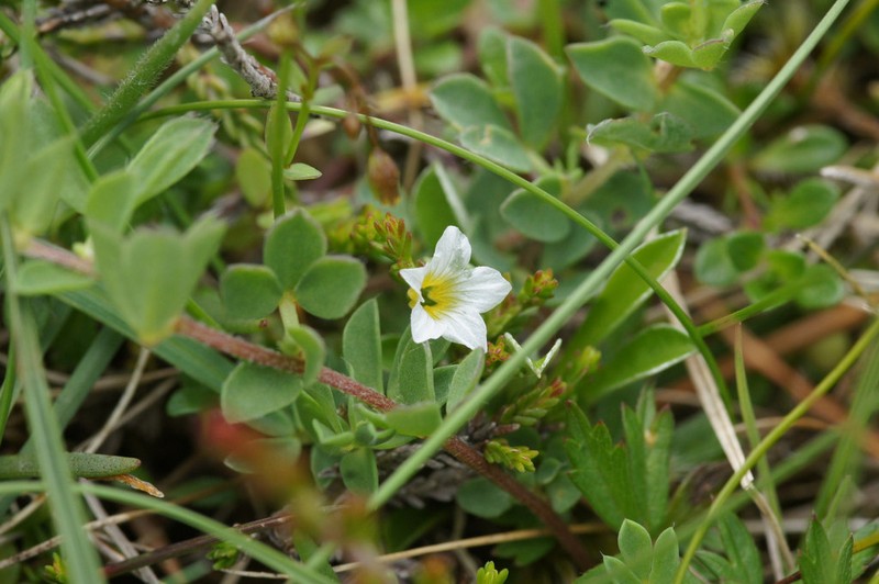 Fairy Flax photo 2