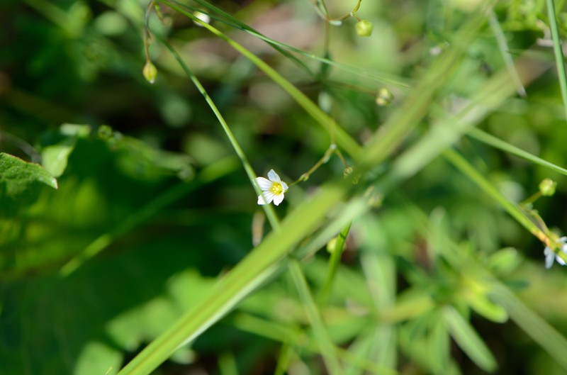Fairy Flax photo 3