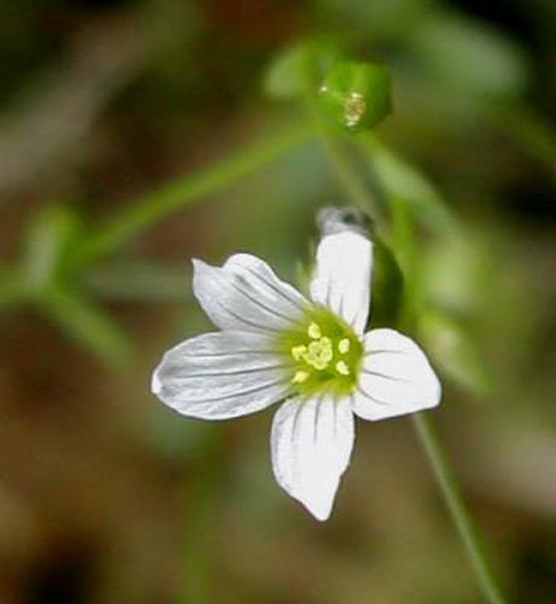 Fairy Flax