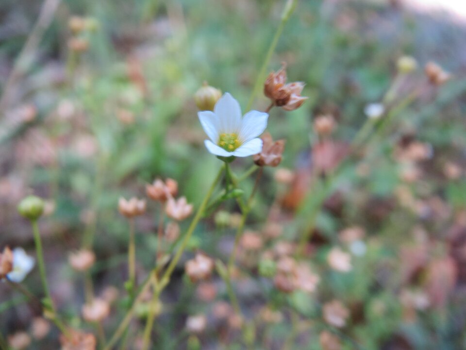 Fairy Flax photo 6