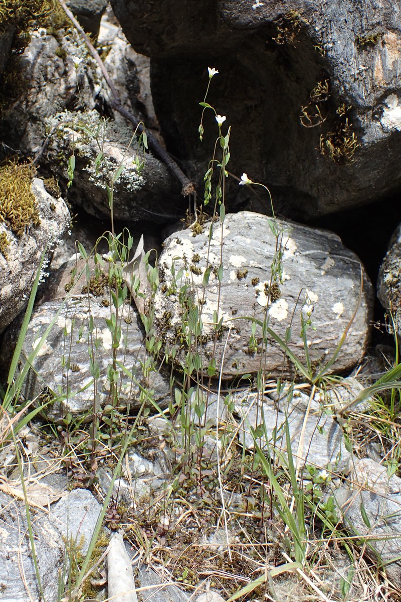 Fairy Flax photo 7