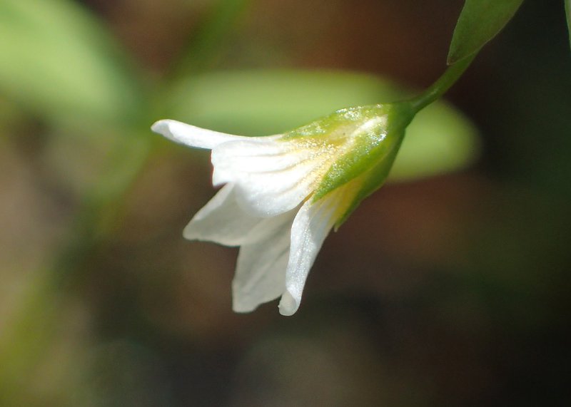 Fairy Flax photo 8
