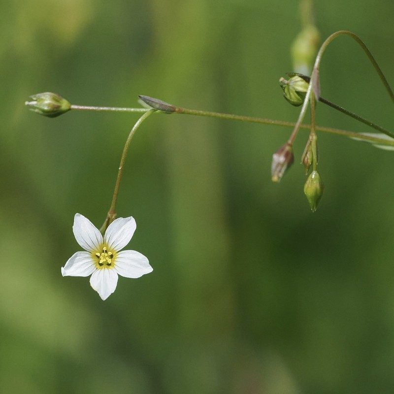 Linum catharticum var. catharticum