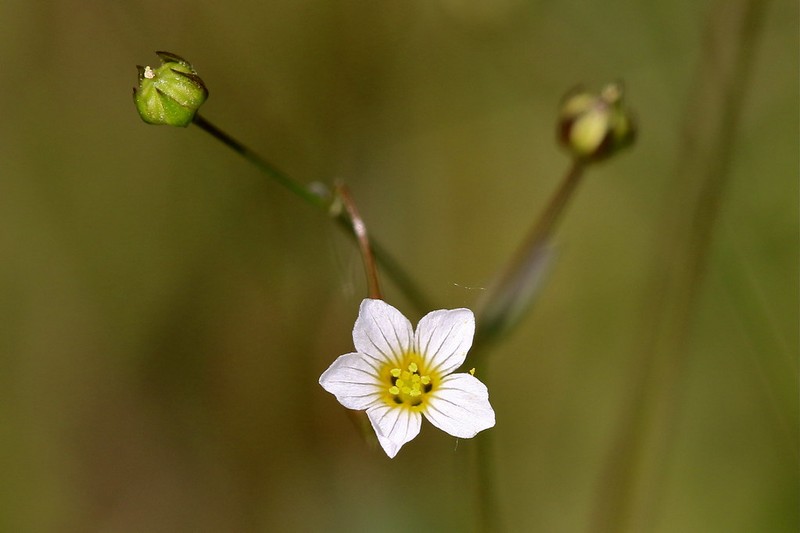Linum catharticum var. catharticum photo 2