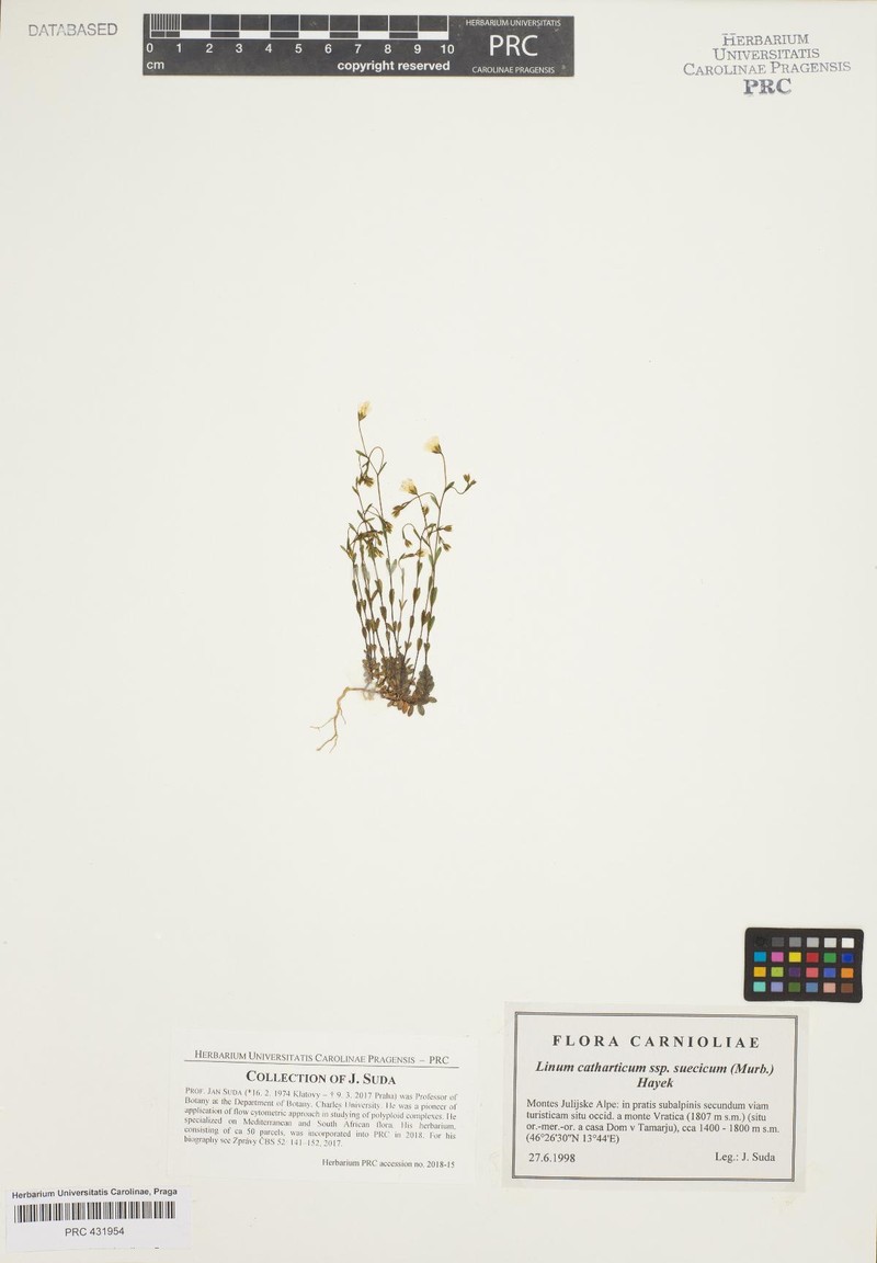 Linum catharticum var. subalpinum