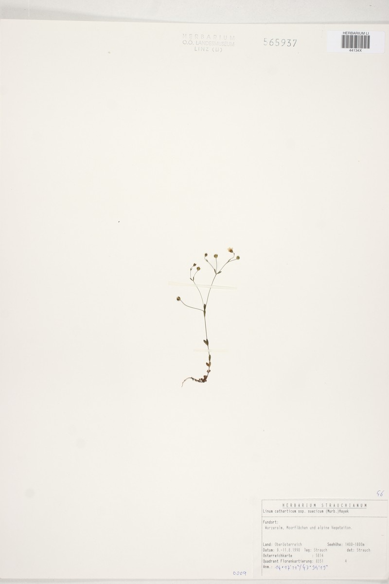 Linum catharticum var. subalpinum photo 2