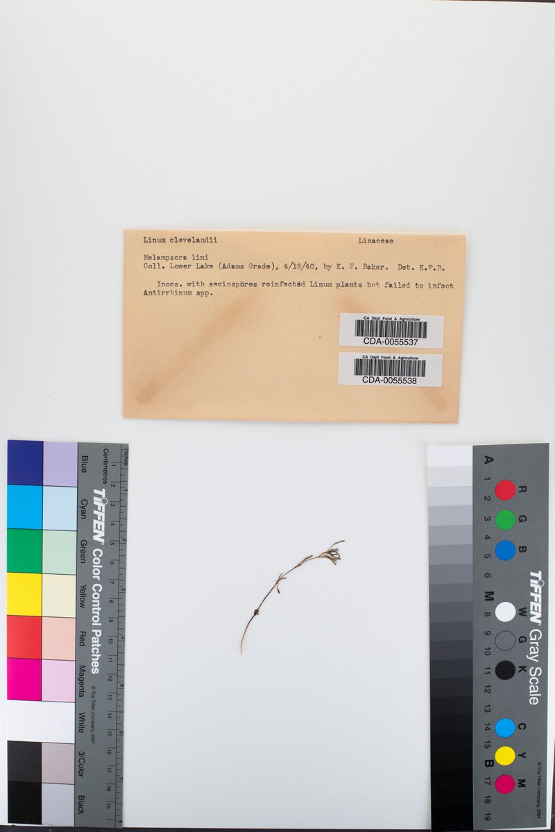 Allen Springs Dwarf-Flax