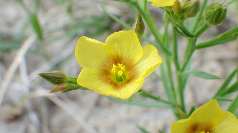Wyoming Flax