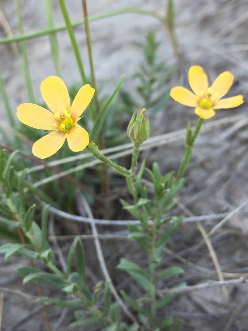 Wyoming Flax photo 2