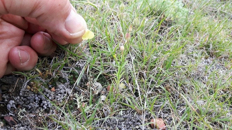 Wyoming Flax photo 3