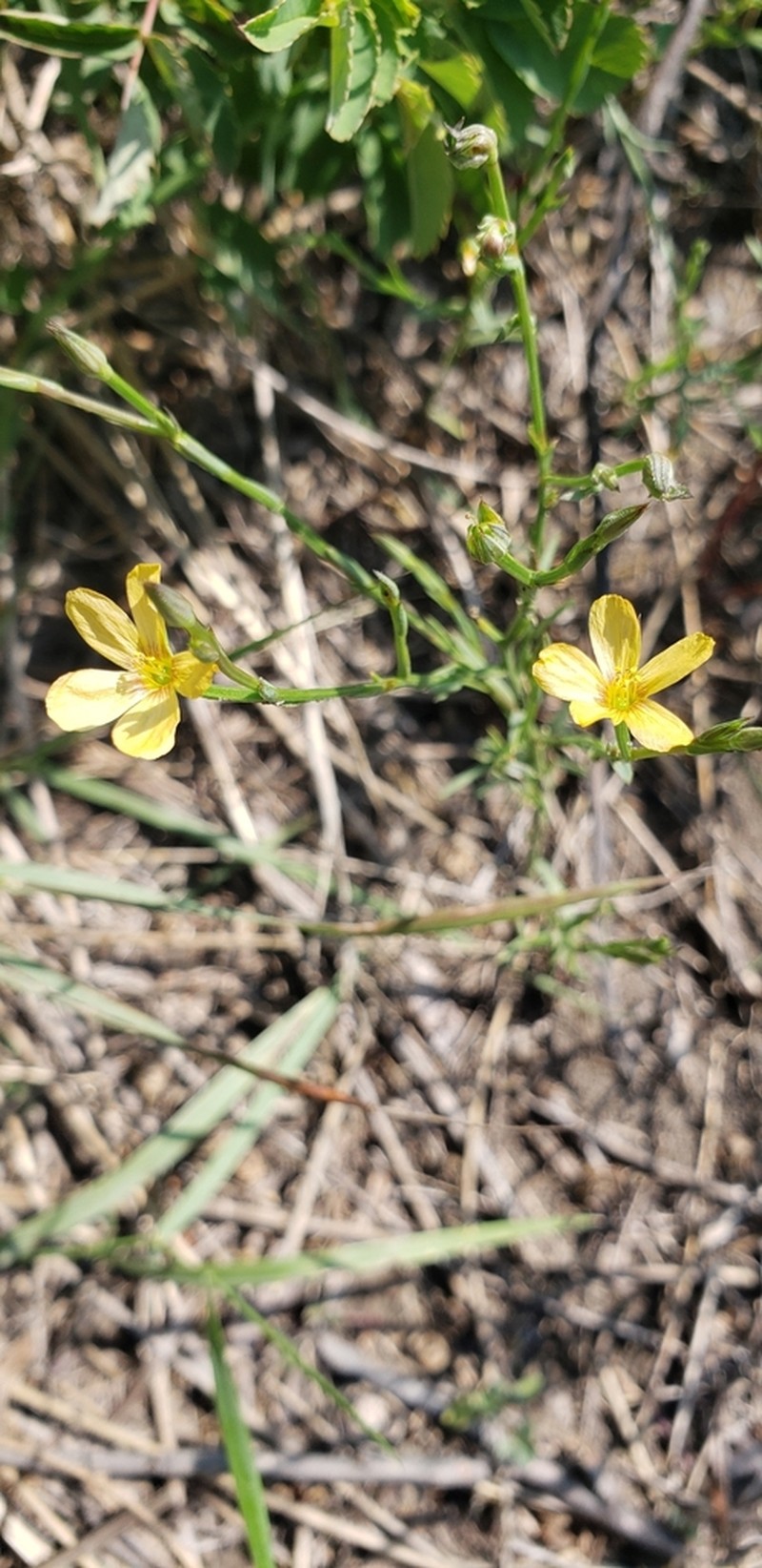 Wyoming Flax photo 5