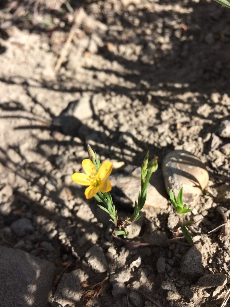 Wyoming Flax photo 6
