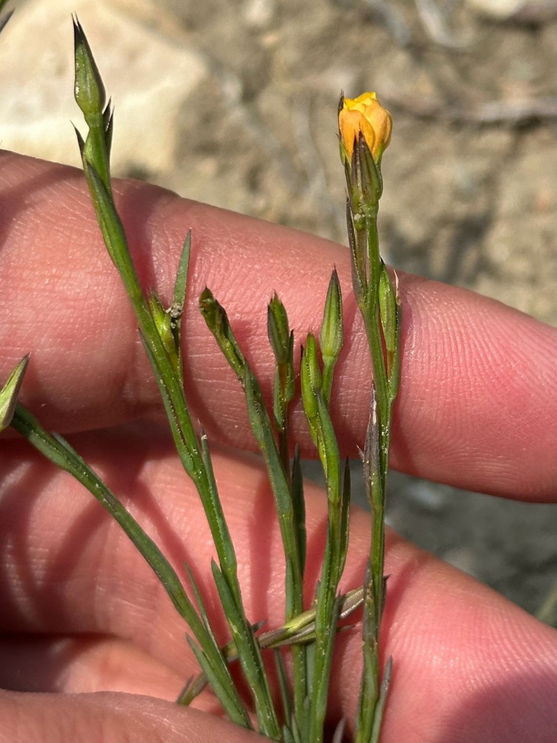 Wyoming Flax photo 7