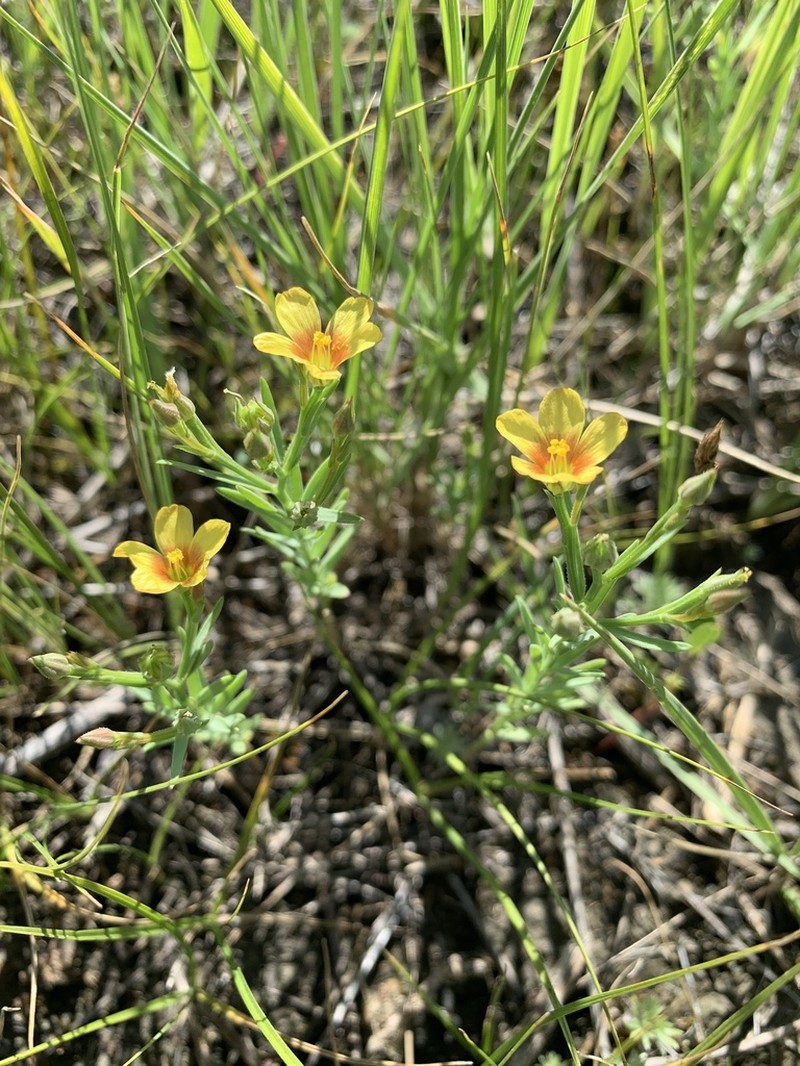 Wyoming Flax photo 8