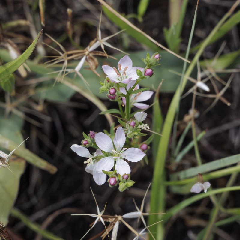 Marin Dwarf-Flax photo 5
