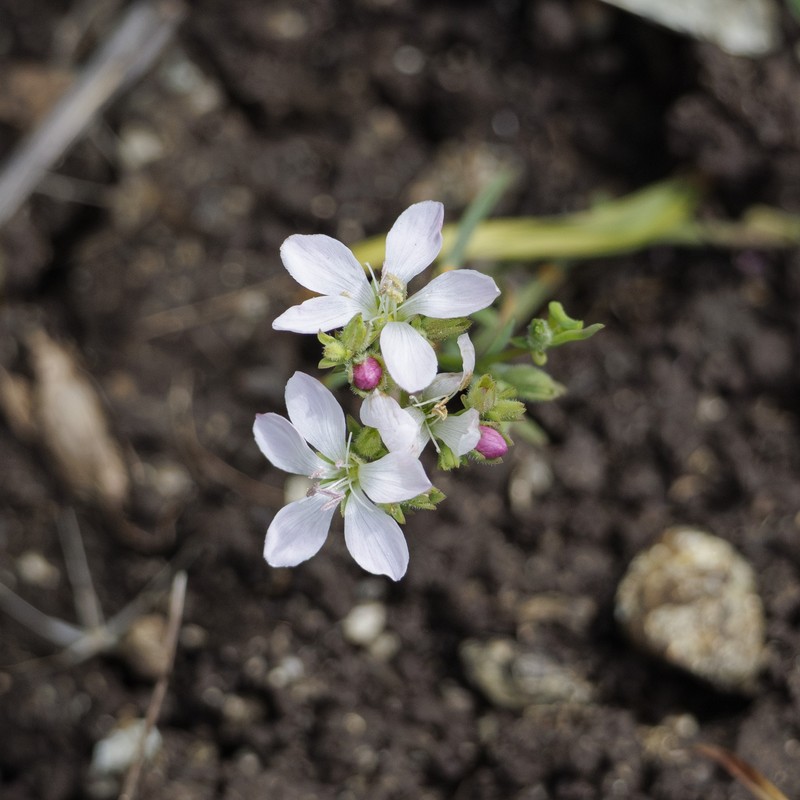 Marin Dwarf-Flax photo 6