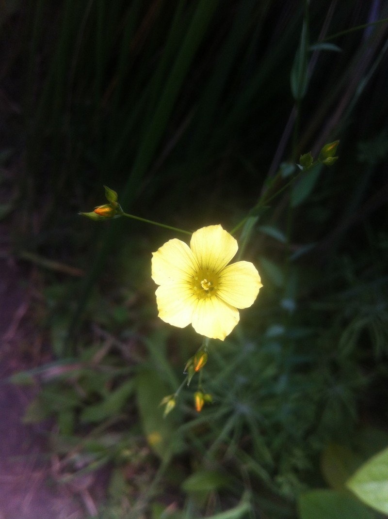 Linum corymbiferum subsp. aristidis