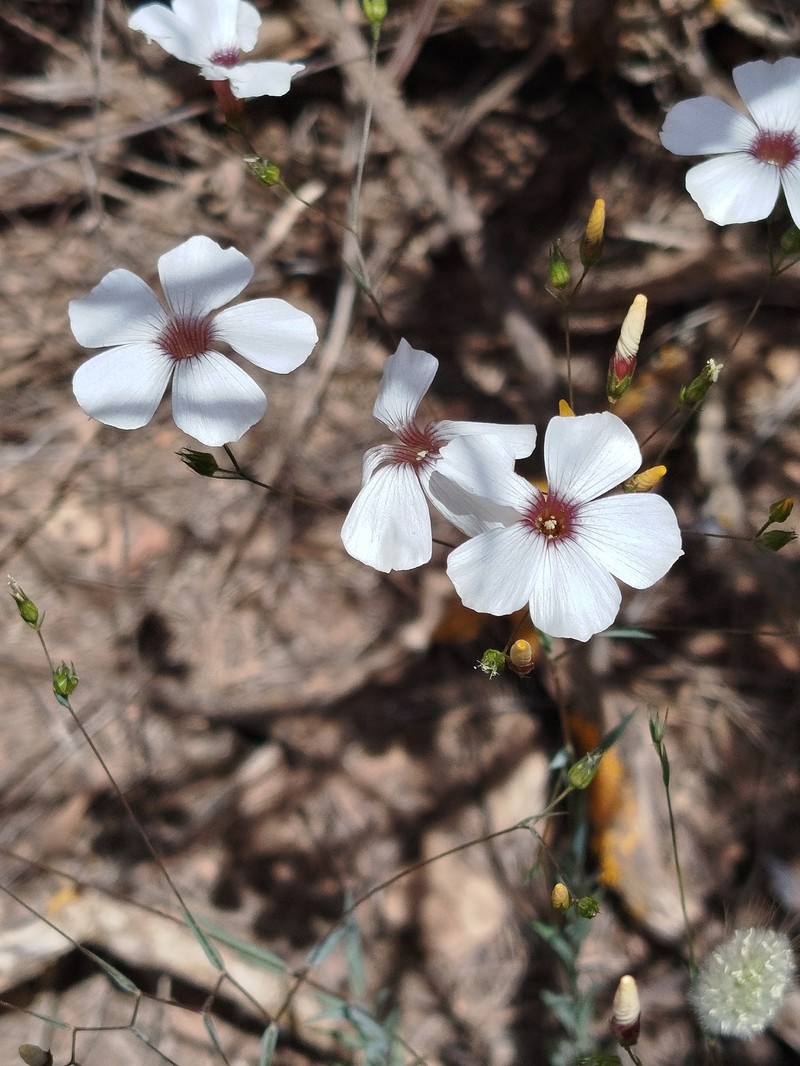 Linum corymbiferum subsp. asperifolium