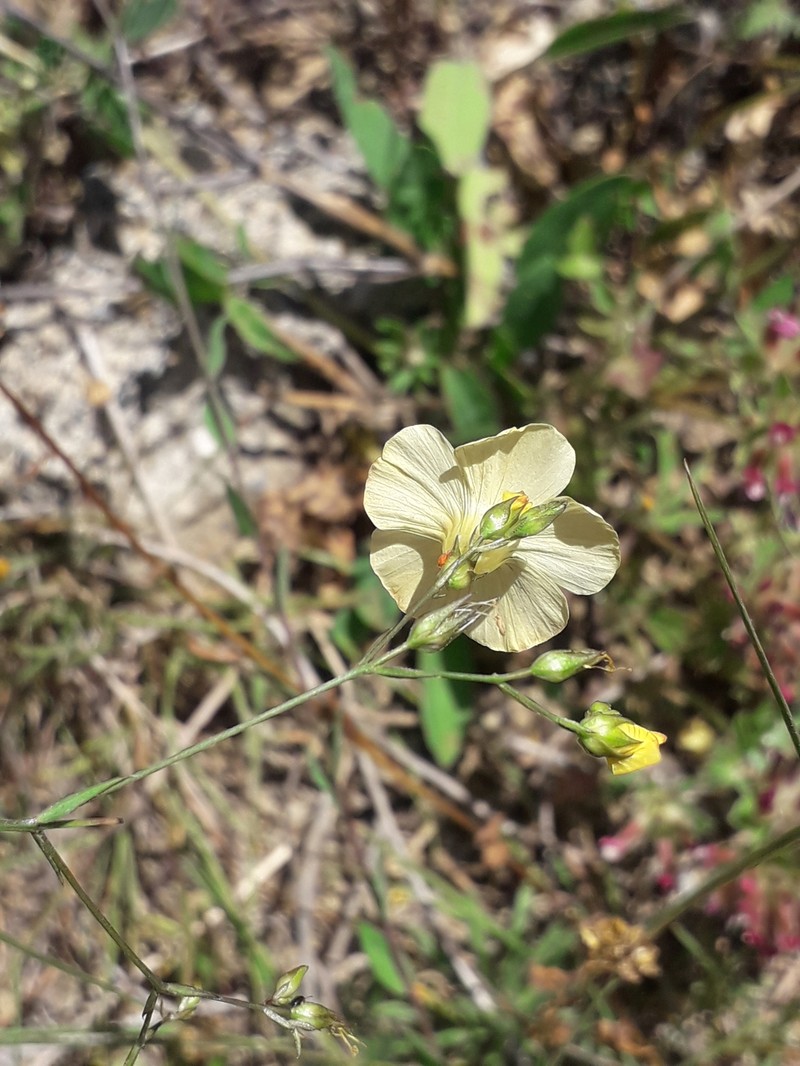 Linum corymbiferum subsp. corymbiferum