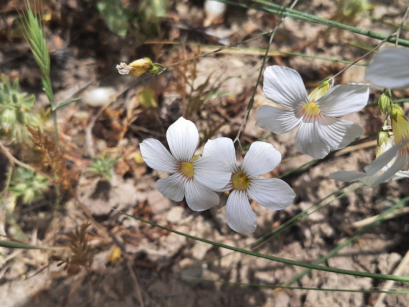Linum corymbiferum subsp. corymbiferum photo 2