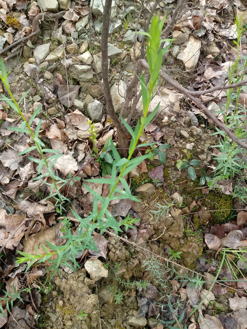 Linum corymbiferum subsp. corymbiferum photo 3