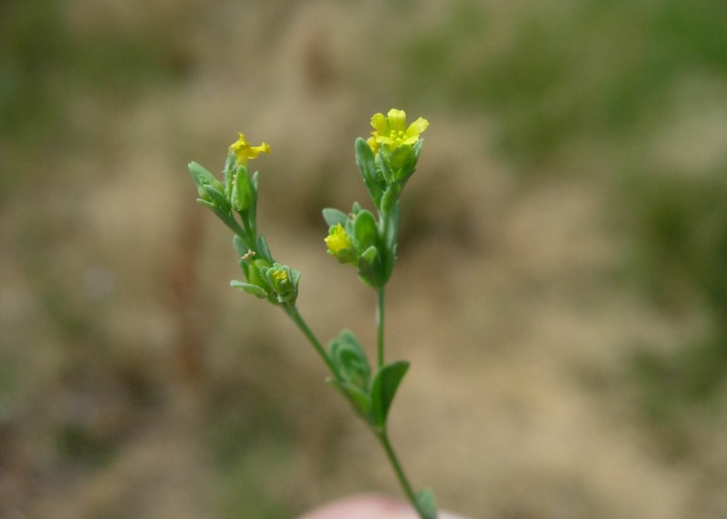Northwestern Yellowflax