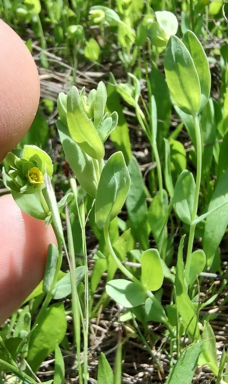 Northwestern Yellowflax