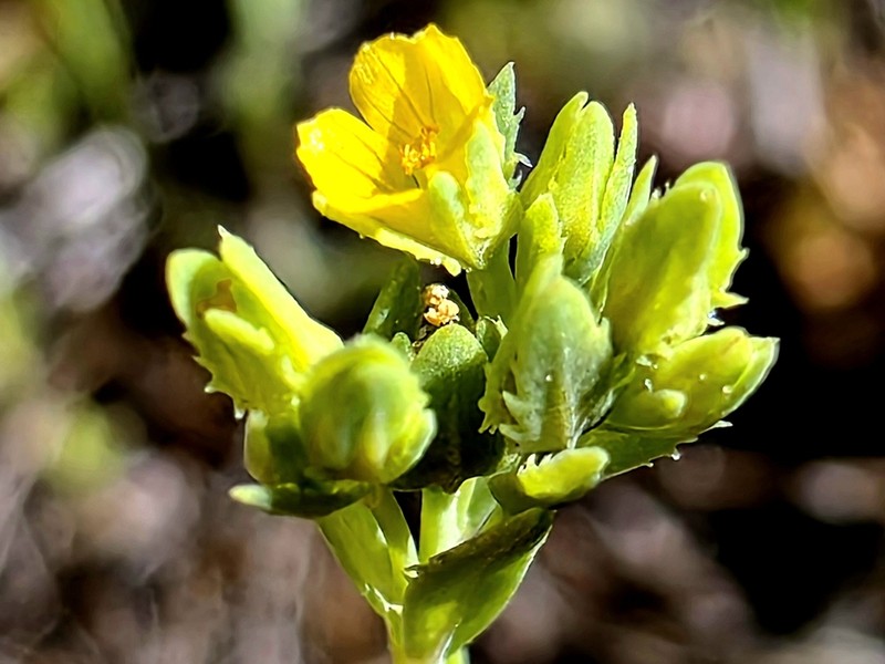 Northwestern Yellowflax photo 2