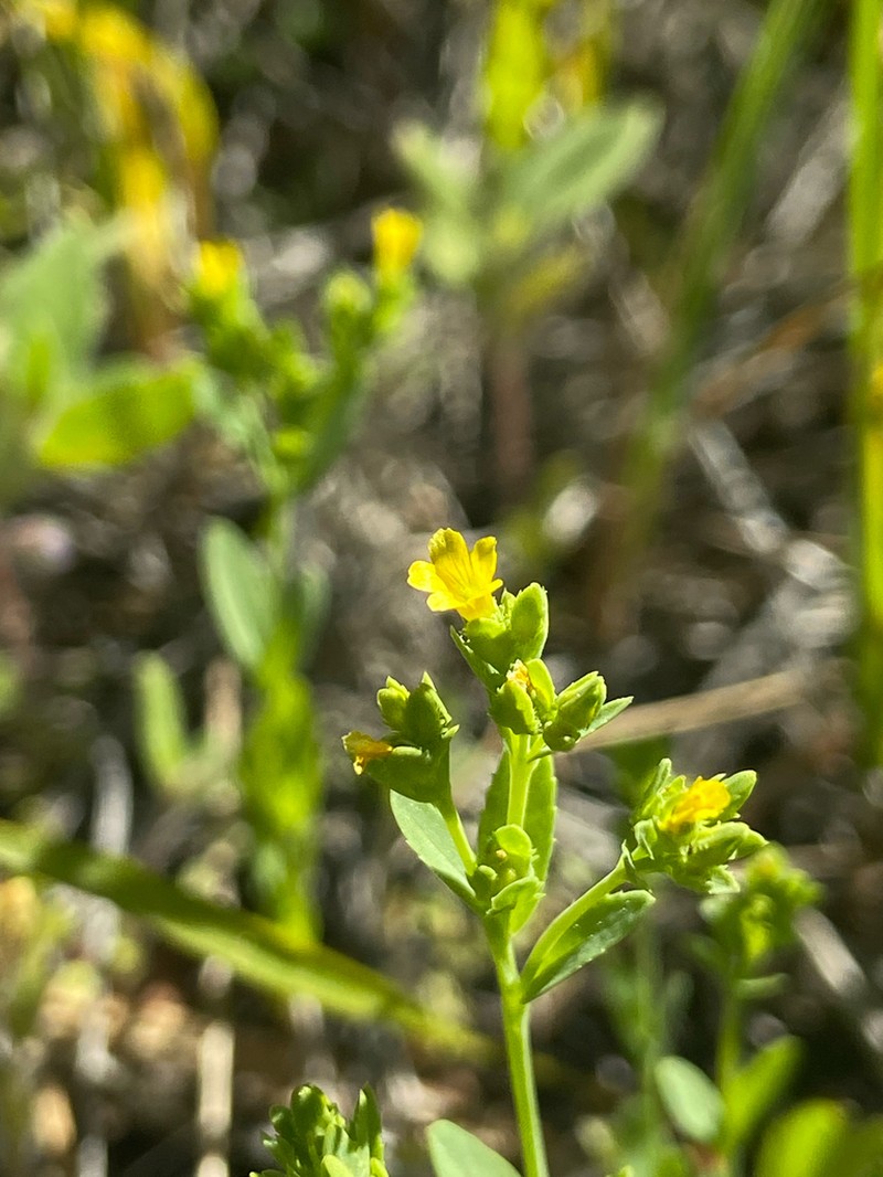 Northwestern Yellowflax photo 3