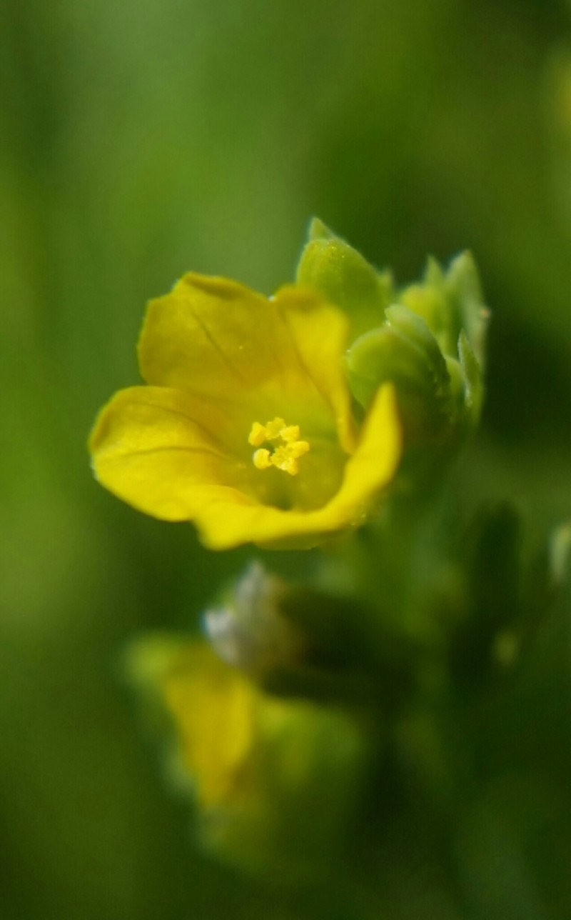 Northwestern Yellowflax photo 4