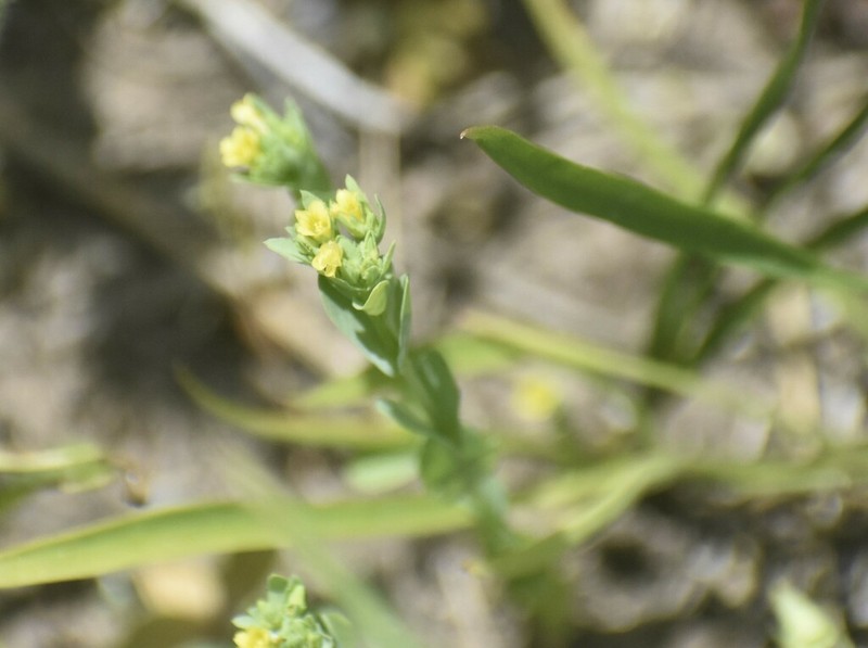 Northwestern Yellowflax photo 5