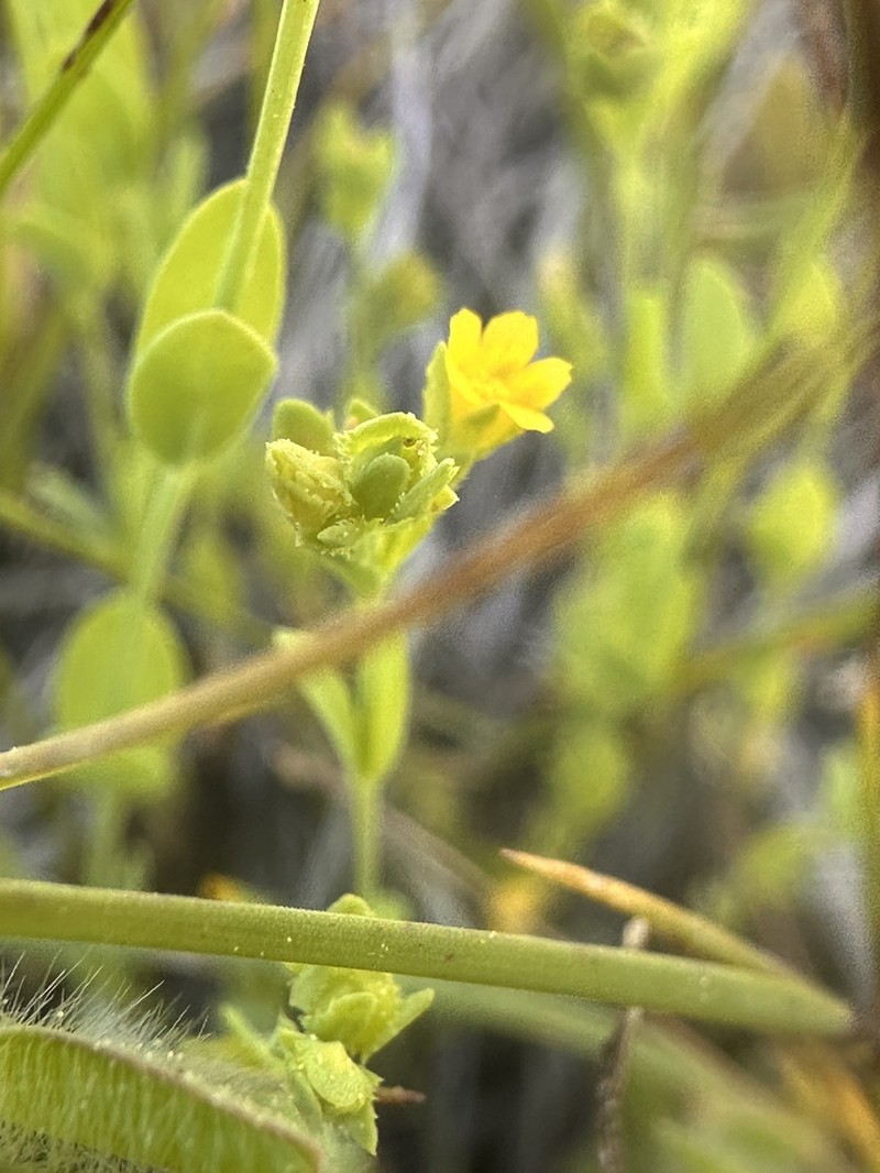 Northwestern Yellowflax photo 6