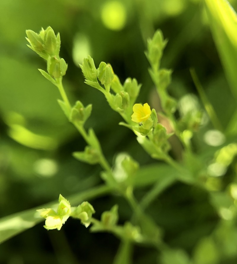Northwestern Yellowflax photo 7