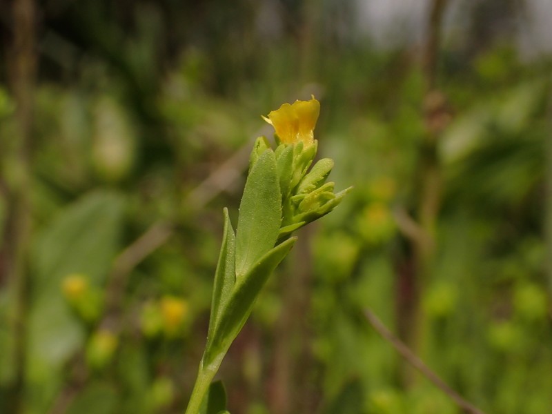 Northwestern Yellowflax photo 8