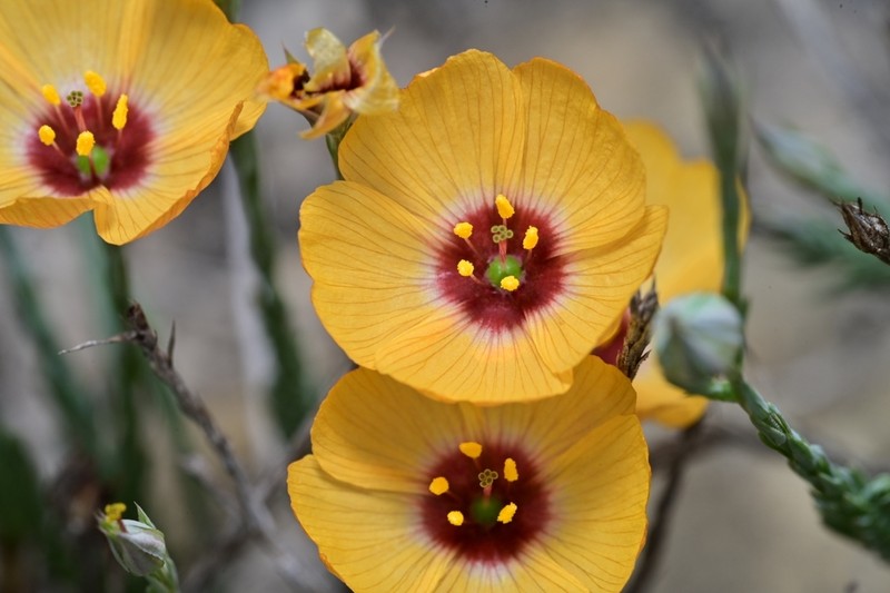 Laredo Flax
