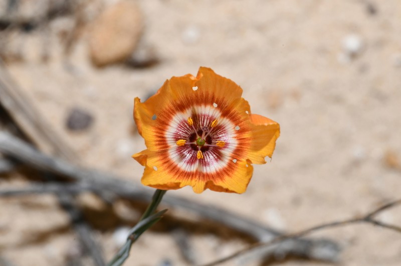 Laredo Flax photo 2