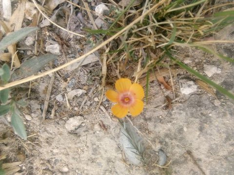 Laredo Flax photo 3
