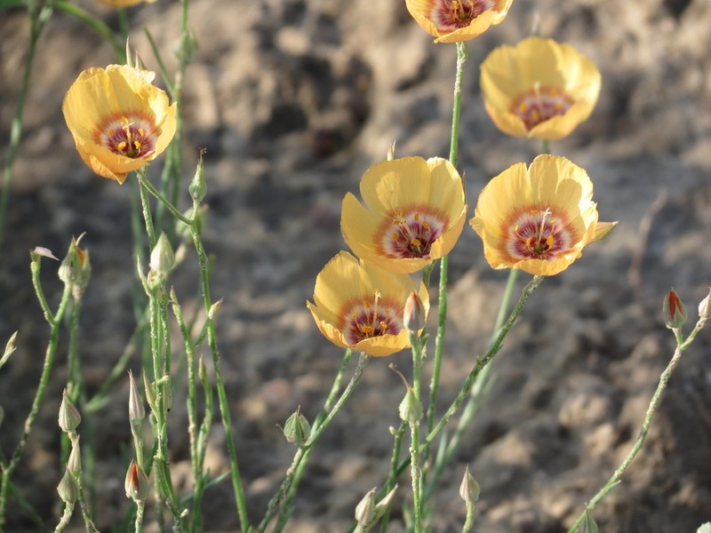 Laredo Flax photo 4