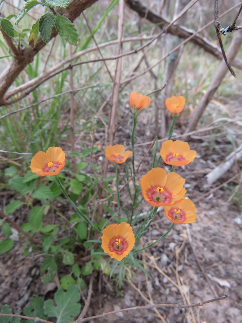 Laredo Flax photo 5